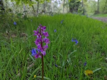 Early purple orchid – Jamie Smith 