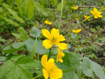 Marsh marigold at Black Bourn Valley –Joe Bell-Tye 