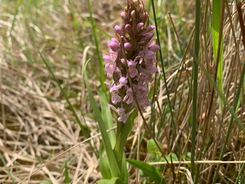 Early marsh orchid at Black Bourn Valley – Linsey Grey 