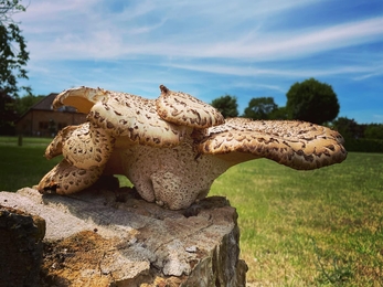 Large fungus (dryad's saddle) growing our of a tree stump