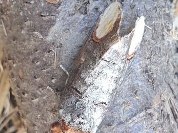 Buff tip moth - Dan Doughty