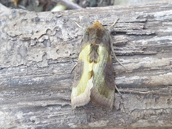 Burnished brass moth - Dan Doughty