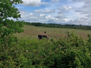 Conservation grazing at Black Bourn Valley – Graham Hart 