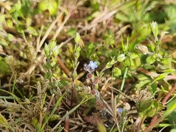 Tiny forget me not at Lackford – Joe Bell-Tye 