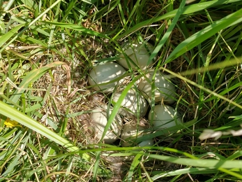 Mallard nest - Lewis Yates