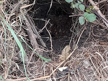 Badger excavation of bee nest, Carlton Marshes, Gavin Durrant, July 22