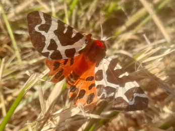 Garden tiger moth – Joe Underwood 