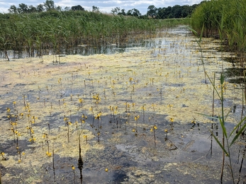 Greater bladderwort at Hen Reedbeds – Jamie Smith 