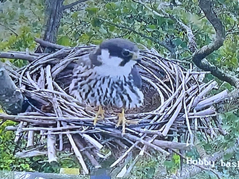 Hobby in artificial nest at Carlton Marshes 2022