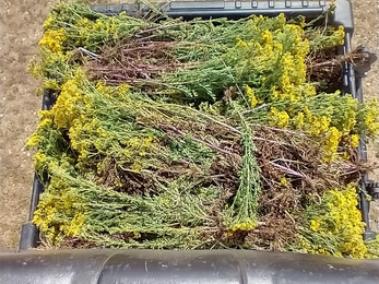 Cleared ragwort at Carlton Marshes, Lewis Yates