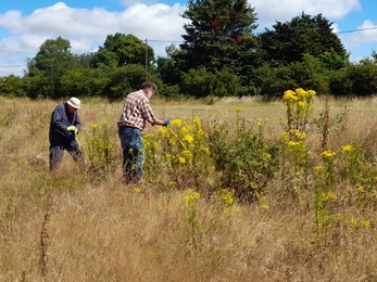 Volunteers clear ragwort around the car park at Carlton Marshes, Lewis Yates