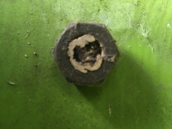 Mason bee cocoon, Will Cranstoun