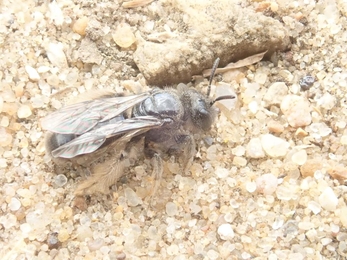 Large shaggy bee without pollen – Hawk Honey 