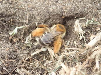 Pantaloon bee at Lackford Lakes - Hawk Honey 