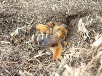 Pantaloon bee at Lackford Lakes - Hawk Honey