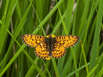 Small pearl-bordered fritillary, Roy, Lound Lakes