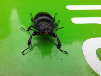 Female stag beetle - Joe Underwood