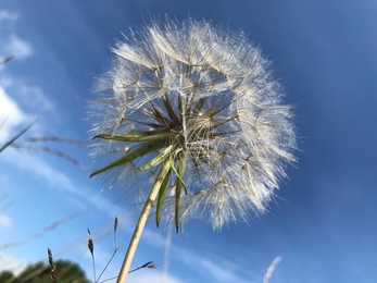 Goat's beard, Lound Lakes, Andy Hickinbotham, July 22