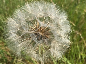 Goat's beard at Lound Lakes, Andy Hickinbotham, July 22