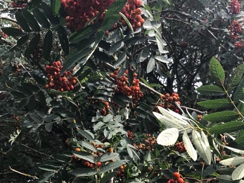 Rowan berries, Lound Lakes, July 22, Andrew Hickinbotham