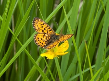 Small pearl-bordered fritillary, Roy