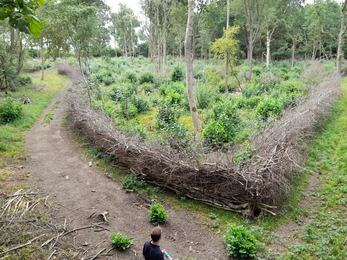 Bradfield Woods coppice coupe in August 2022 – Alex Lack 