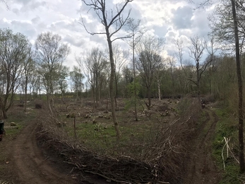 Bradfield Woods coppice coupe in January 2022 – Alex Lack 