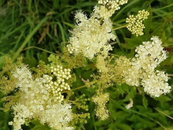 Meadowsweet - Debs Crawford