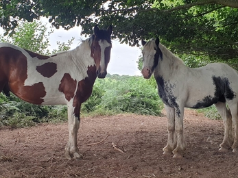 Ponies plotting – Dan Doughty