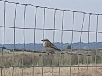 Whinchat at Trimley Marshes – Joe Underwood