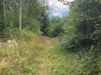 Cutting back the woodland rides at Reydon Wood - Frances Lear 
