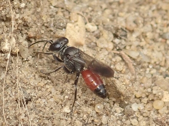 Miscophus bicolor – Hawk Honey 