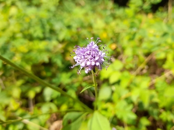 Devils-bit scabious at Bradfield – Alex Lack 