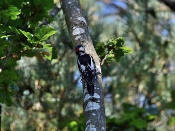 Great spotted woodpecker at Lound Lakes - Rob Quadling 