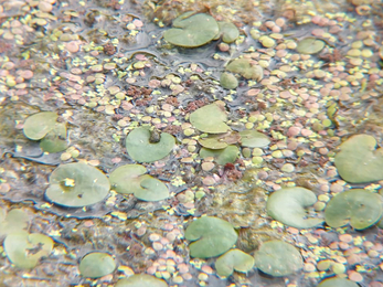 Azolla, duckweed and frogbit – Lewis Yates 