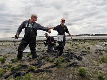 Andrew Excell (South East Suffolk Sites Manager), Joe Underwood (South East Suffolk & Trimley Marshes Warden) and Ella Broom (South East Suffolk Intern) monitoring saltmarsh along the River Orwell.  