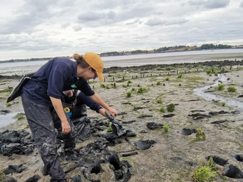 Ella Broom (South East Suffolk Intern) monitoring saltmarsh along the River Orwell.  