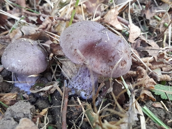 Wood blewit at Bonny Wood - Alex Lack 