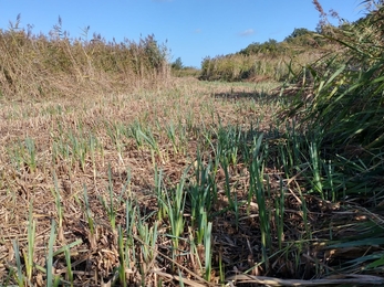 Volunteers cutting and clearing – Lewis Yates 