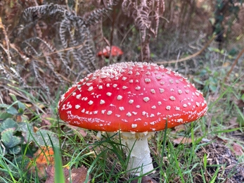 Blaxhall Common fly agarics – Ben Calvesbert 