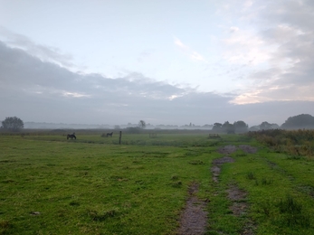 Livestock checks at Carlton Marshes – Lewis Yates 