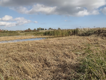 Volunteers at Hen Reedbeds – Frances Lear 