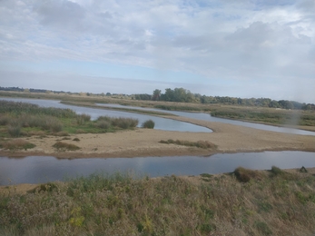 Cormorant island gets a trim - Andy Hickinbotham