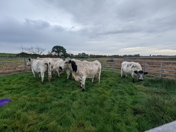 British white cattle move to Church Farm - Jamie Smith 