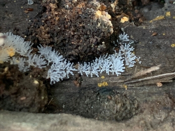 Coral slime mould at Lackford Lakes – Hawk Honey 