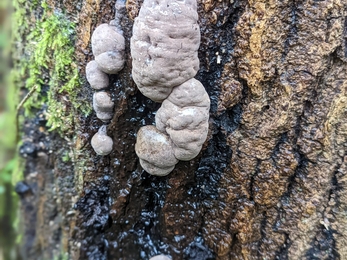Fungi at Newbourne Springs - Rachel Norman