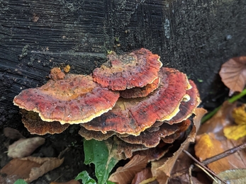 Fungi at Newbourne Springs - Rachel Norman