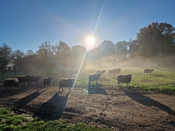 Misty sheep at Foxburrow - Anneke Emery