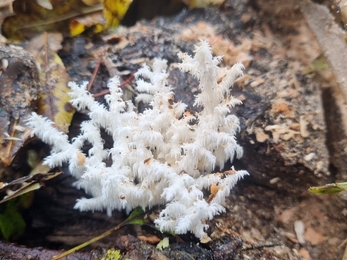 Toothed coral at Lackford Lakes – Joe Bell-Tye 