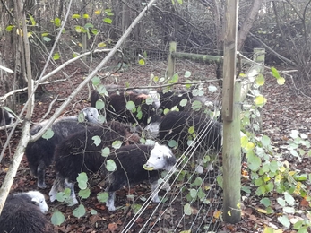 Herdwick lambs at Bradfield Woods - Alex Lack 